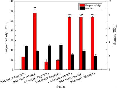 Genetic engineering for enhanced production of a novel alkaline protease BSP-1 in Bacillus amyloliquefaciens